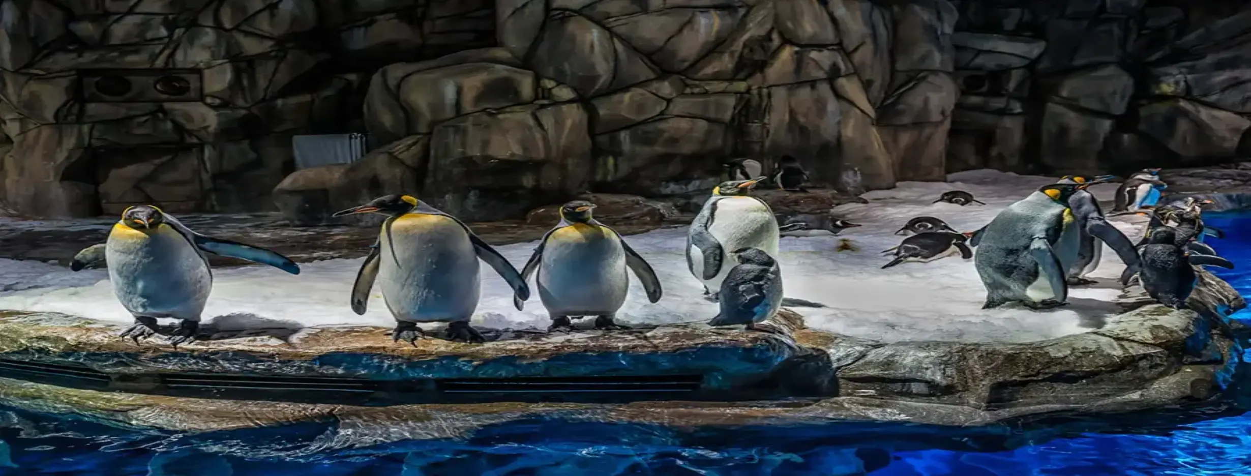 Image for Penguin Encounter